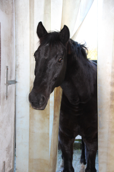 schwarzes Pferd schaut in Stall