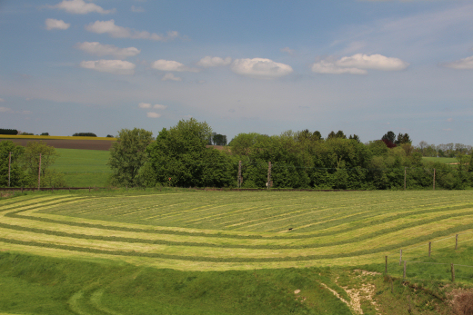 abgeerntetes Grasfeld