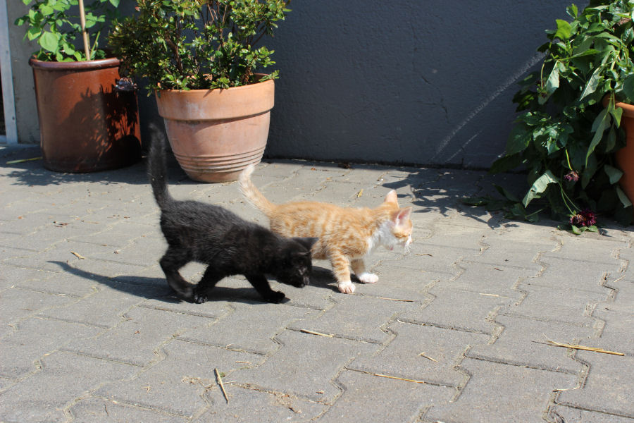 zwei junge Katzen