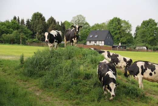 Kühe auf Weidehügel