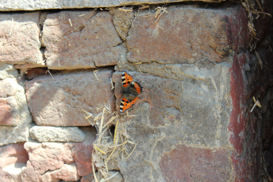 Schmetterling auf Mauer