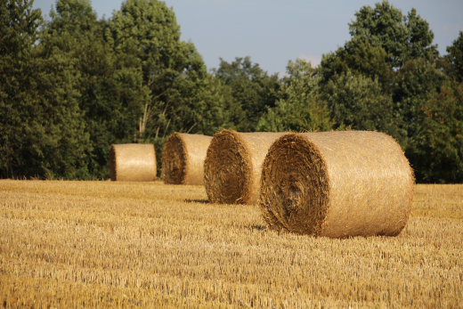 Rundballen auf Strohfeld