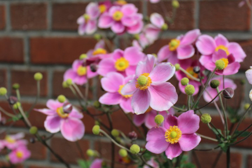 pinke Blume